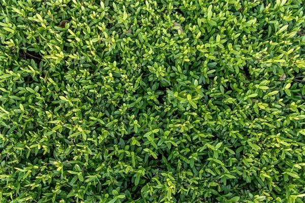 壁にツタを這わせる方法とコツを具体的に解説