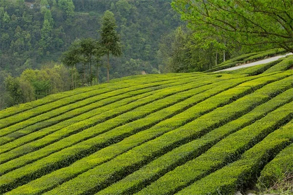 蚊よけ＆蝶々誘引！実際に試した7つの植物と組み合わせ方