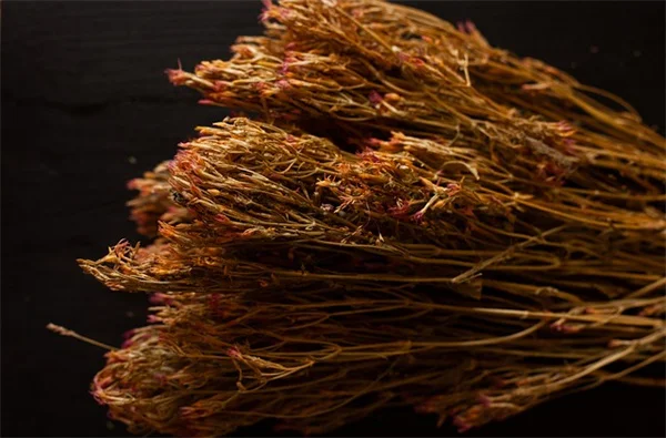 毛ジャガイモの実体験｜無農薬で害虫対策できる新常識