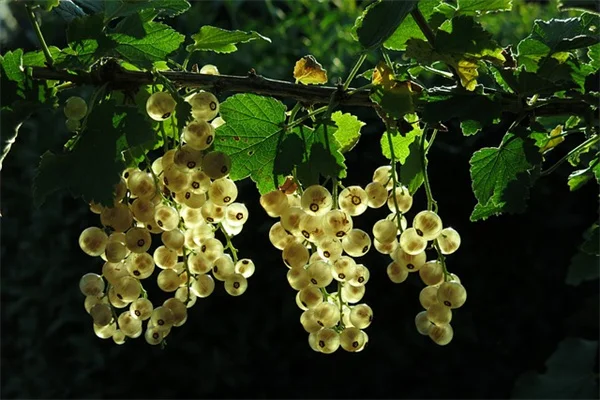 山绣球花の育て方：初心者でも簡単に楽しめる秘訣