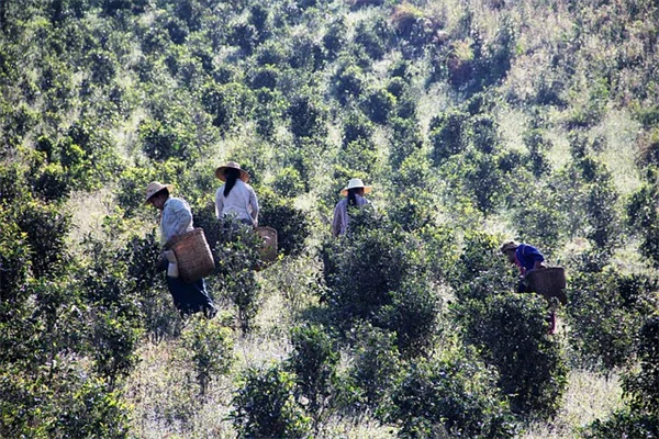 秋の害虫対策、専門家が教える5つの方法