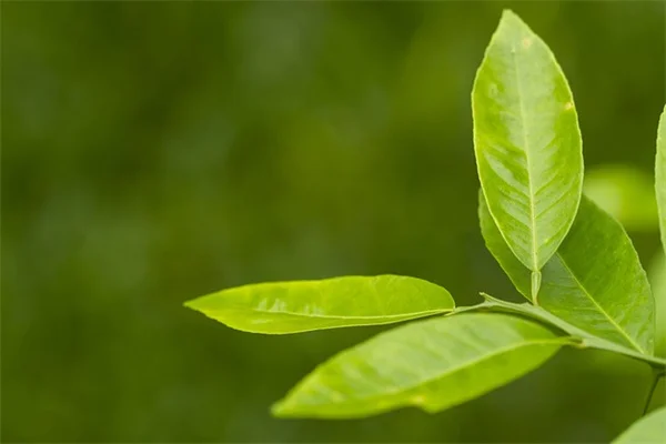 冬に咲く低木、植えるべきベスト7を庭師が教える
